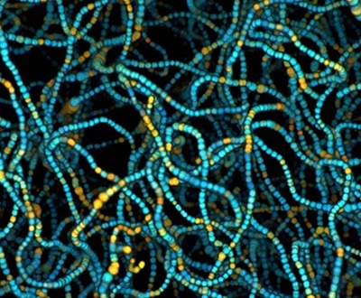 host-microbiome-holobiont-interactions