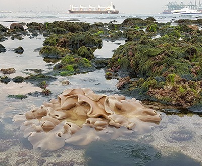 marine-biofilms-microbiomes